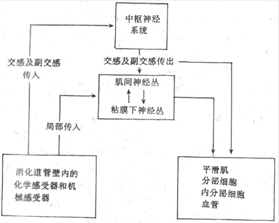 此外卵巢功能、激素代謝均受高級(jí)神經(jīng)中樞的控制調(diào)節(jié)